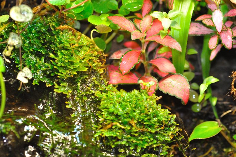 Petit Paludarium ouvert de Patrice_B - Page 4 Mousse_3