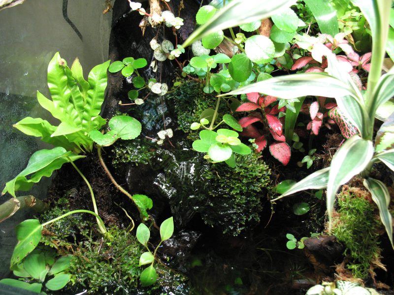 Petit Paludarium ouvert de Patrice_B - Page 4 Palu_juin_2011_4