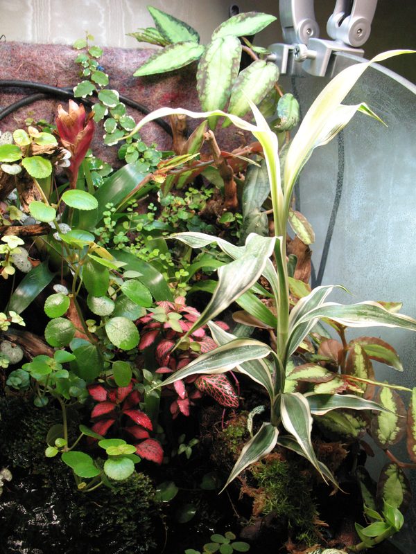 Petit Paludarium ouvert de Patrice_B - Page 4 Palu_juin_2011_5