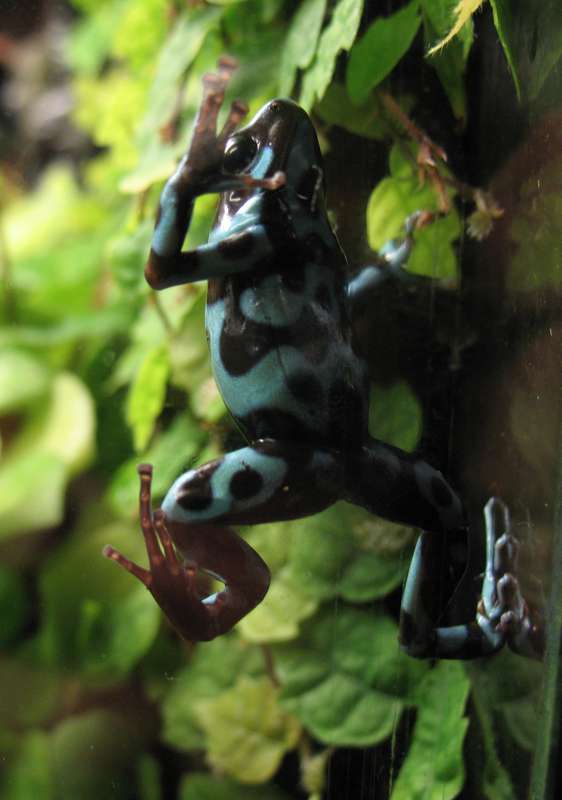 Terrarium pour Dendrobates de Patrice_B