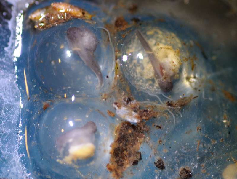 Terrarium pour Dendrobates de Patrice_B - Page 7 Ponte_1